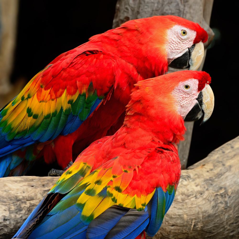 scarlet macaw 2024 09 11 14 04 56 utc 1.jpg
