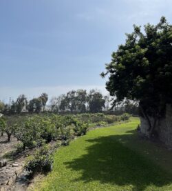 Darenas Eventos Corporativos bosque camino