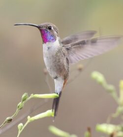 01 colibri de oasis