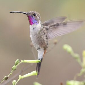 01 colibri de oasis