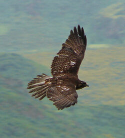 halcon