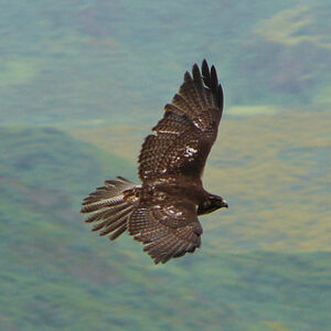 halcon