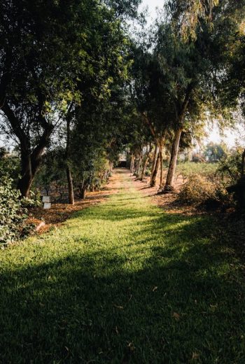 bosque 2